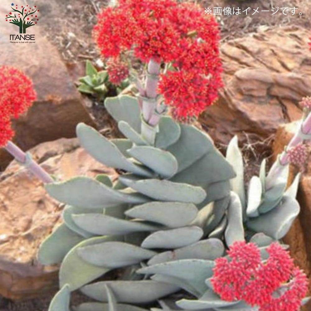 sssさん苗】クラウスxナウアラ（多肉植物） クラッスラ・神刀【多肉