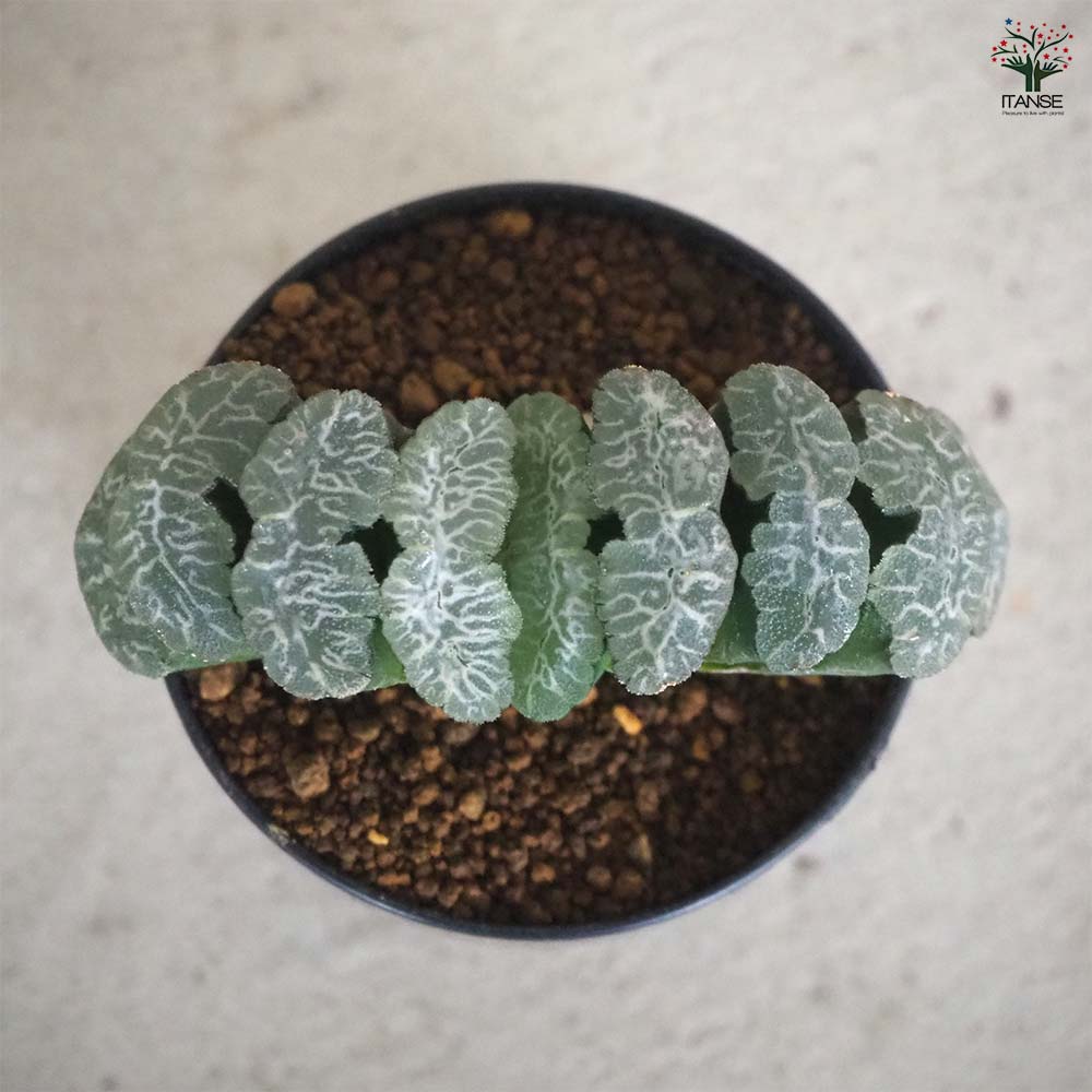 多肉植物ハオルチア 48玉扇虎姫サボテン