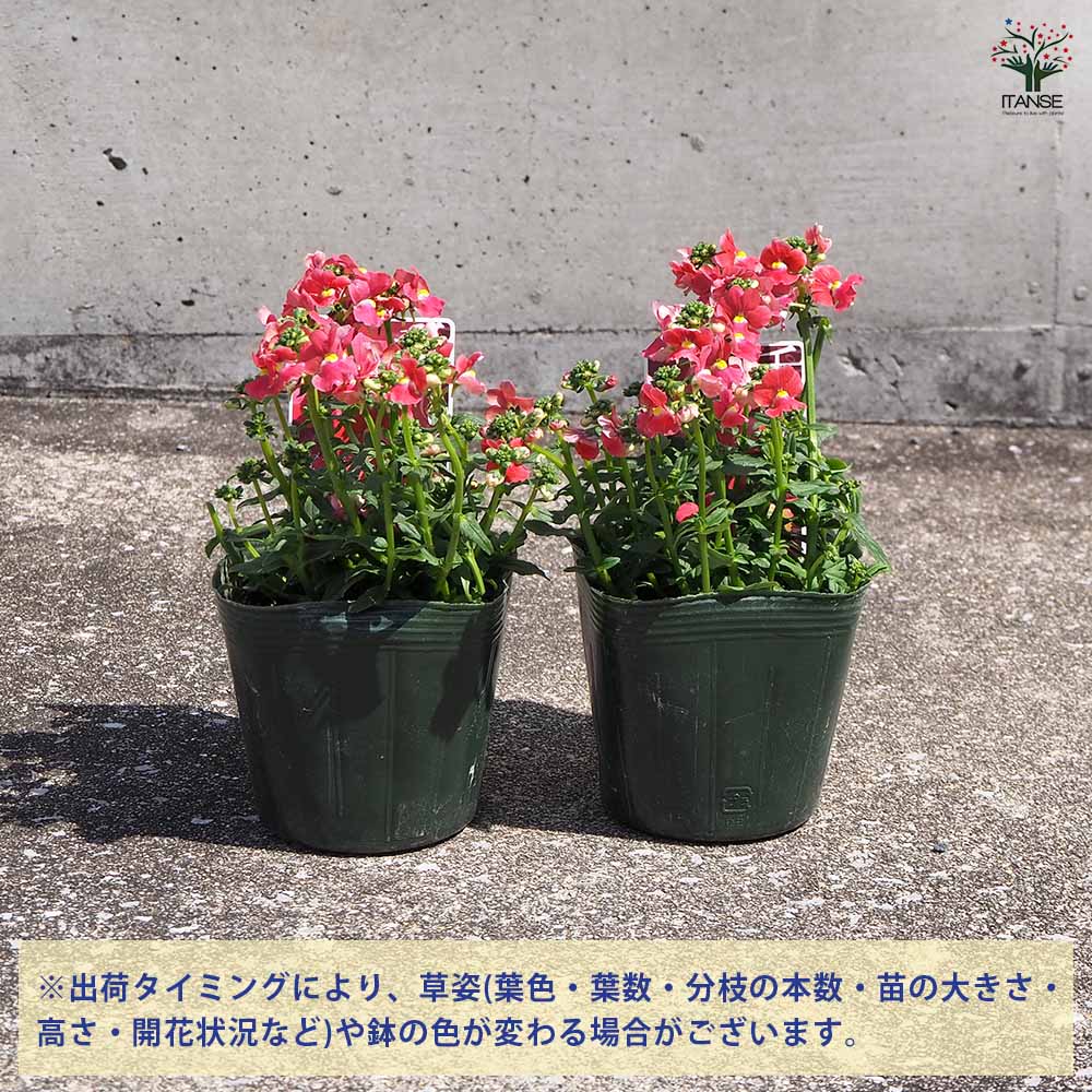 宿根ネメシア メーテル サーモンピンク 【花苗 3.5号ポット】 宿根ネメシア メーテル サーモンピンク 【花苗 3.5号ポット】｜ 【植物