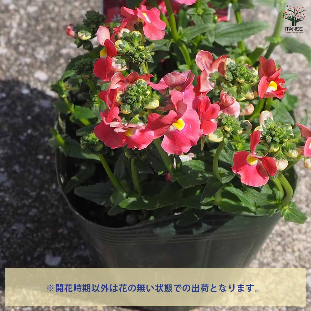 宿根ネメシア メーテル サーモンピンク 【花苗 3.5号ポット】 宿根ネメシア メーテル サーモンピンク 【花苗 3.5号ポット】｜ 【植物