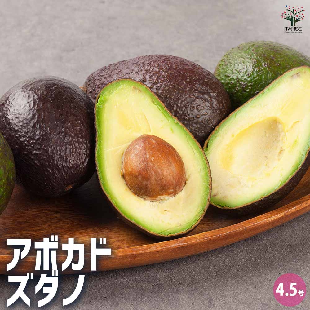 アボカド ズダノ Bタイプ