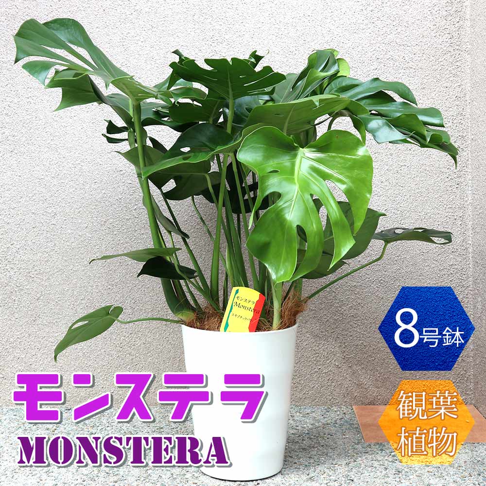 モンステラ【中型 観葉植物 8号鉢／1個】｜ 【植物のITANSE