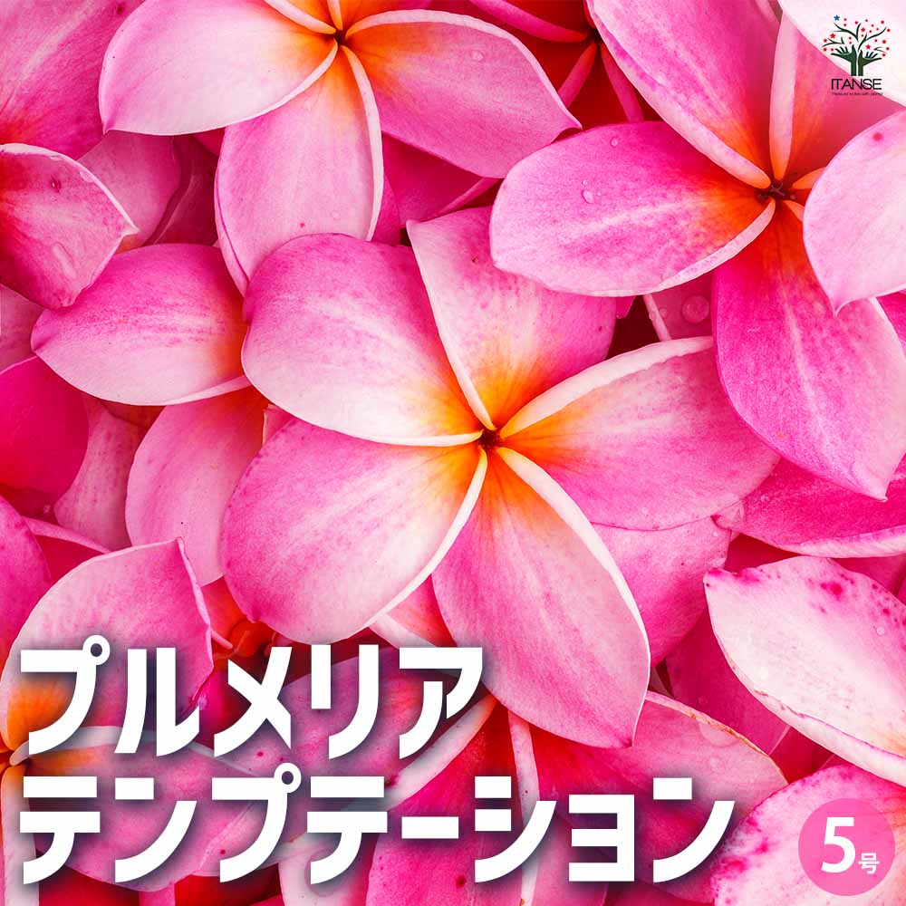 プルメリア苗木 テンプテーション