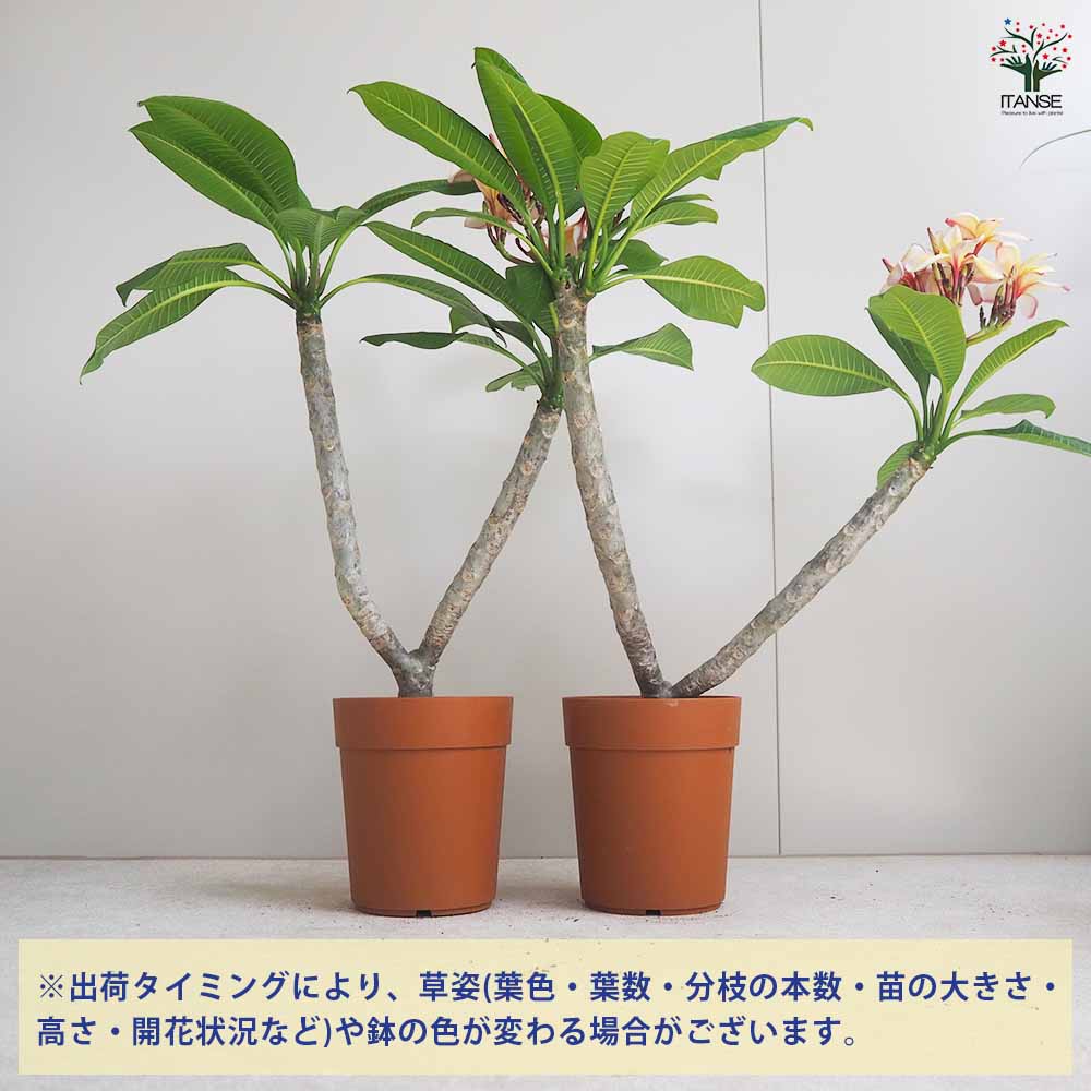 プルメリア苗木 テンプテーション 【花木苗 5号鉢／1個売り】｜ 【植物