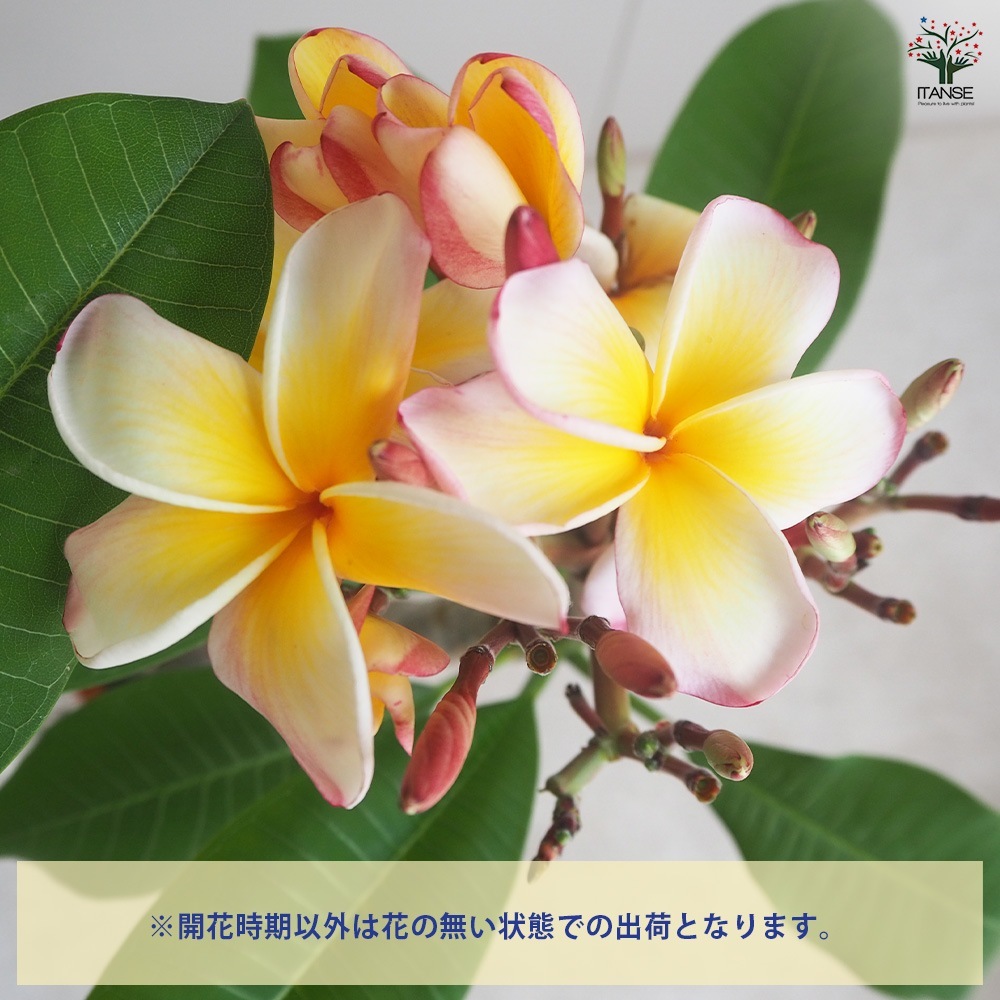【引取限定】プルメリア temptation テンプテーション 中型鉢 花芽付き 引取限定】プルメリア temptation テンプテーション 中型鉢 花芽付き