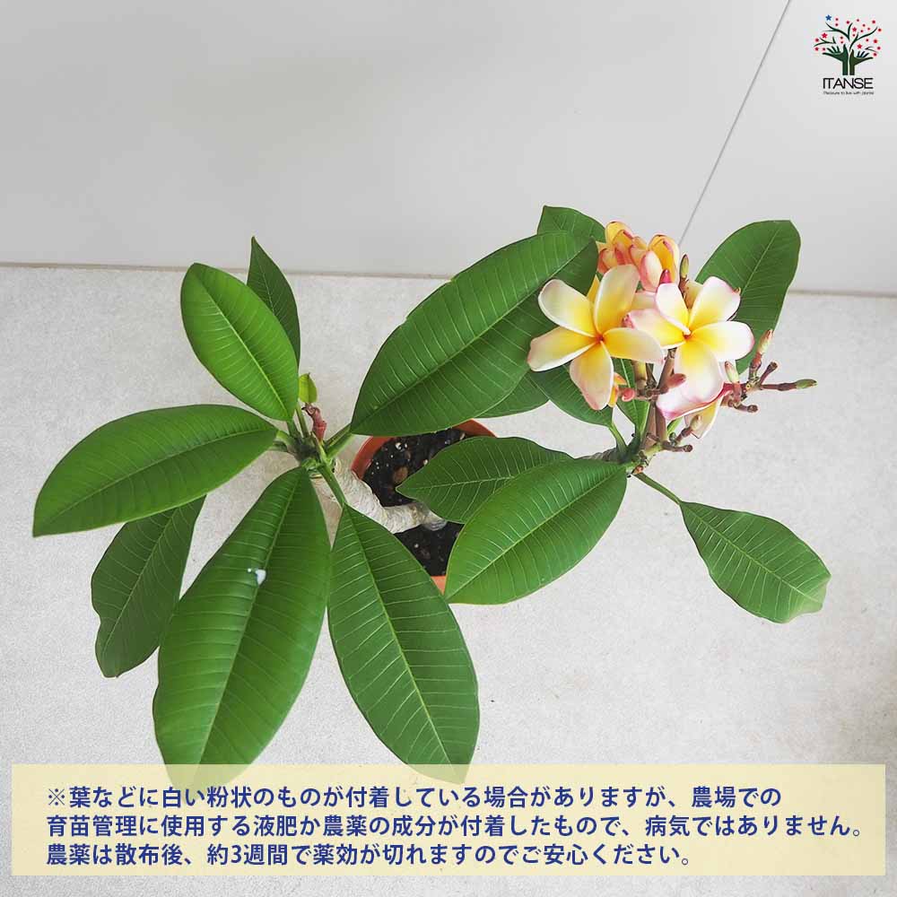 プルメリア苗木 テンプテーション 【花木苗 5号鉢／1個売り】｜ 【植物