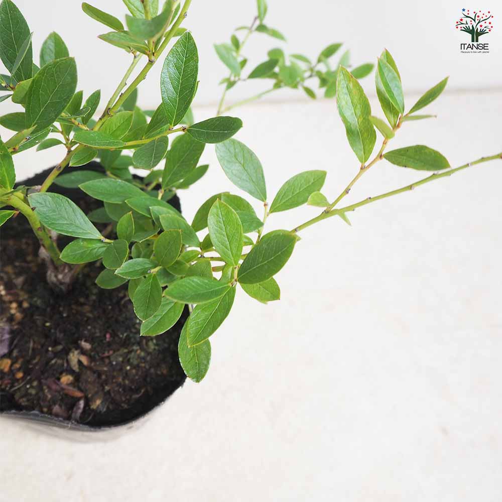 大実サザンハイブッシュ系ブルーベリー サンシャインブルー【果樹苗