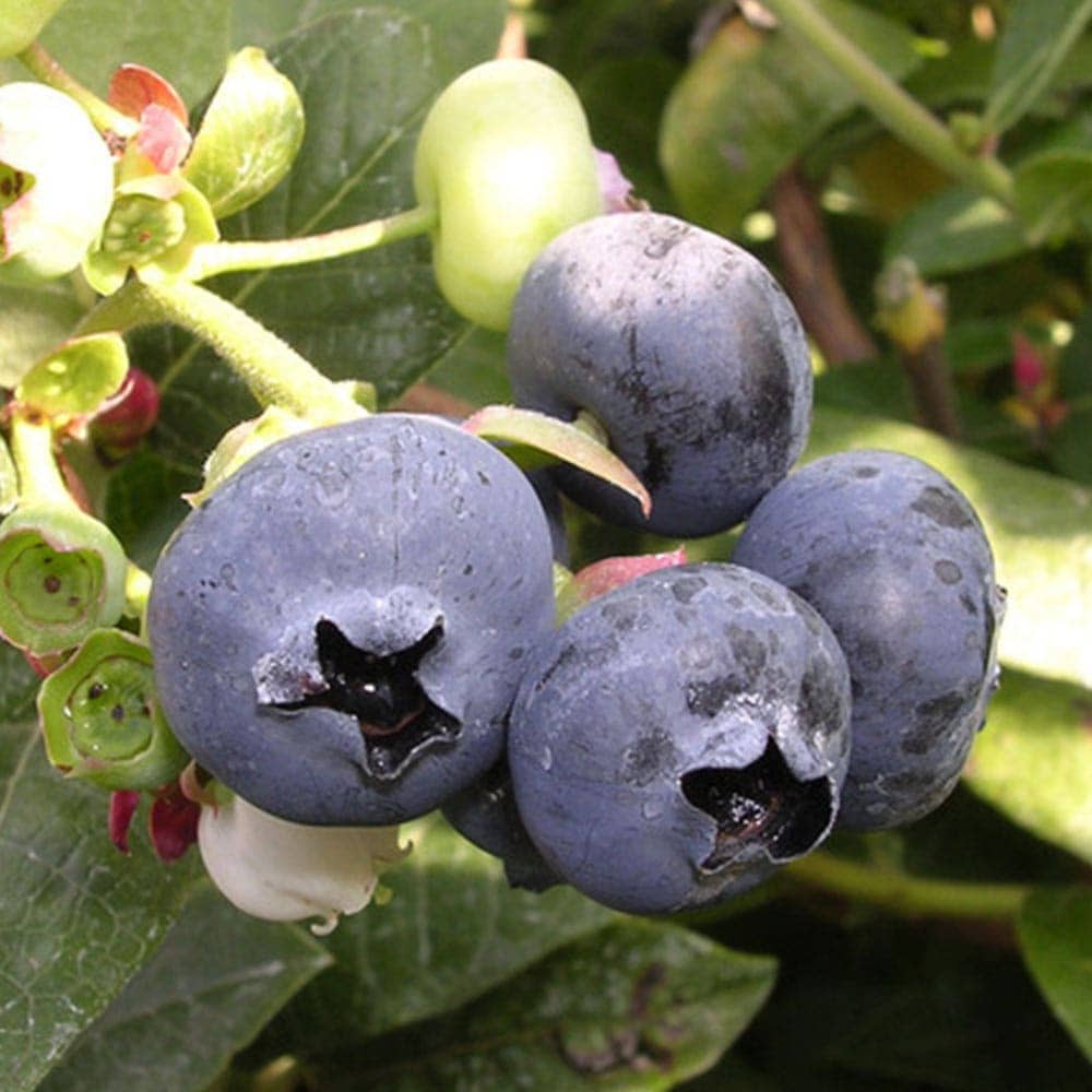 ブルーベリー苗3.5号ポット40本セット ブルーベリー苗3.5号ポット40本セット