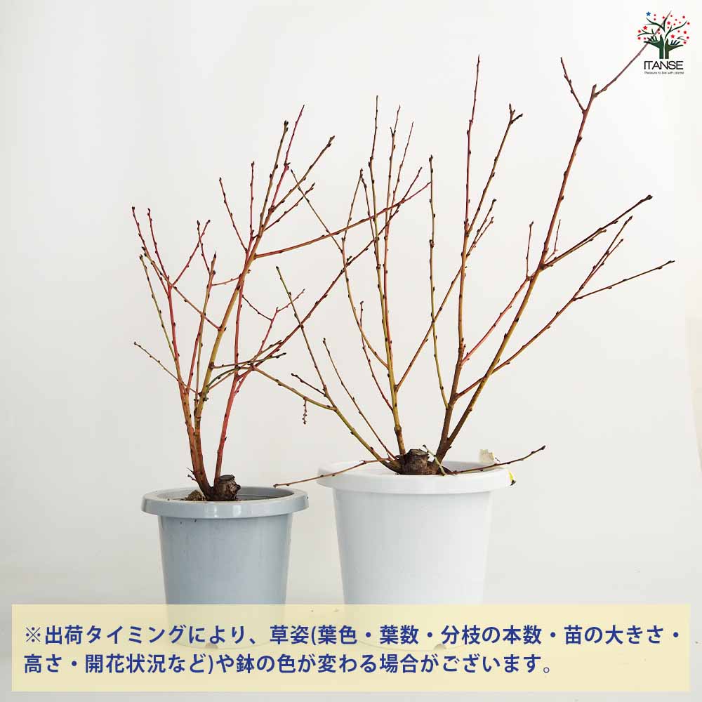 花桃 宝塚小町 【花木苗 6～7号鉢／1個売り】｜ 【植物のITANSE