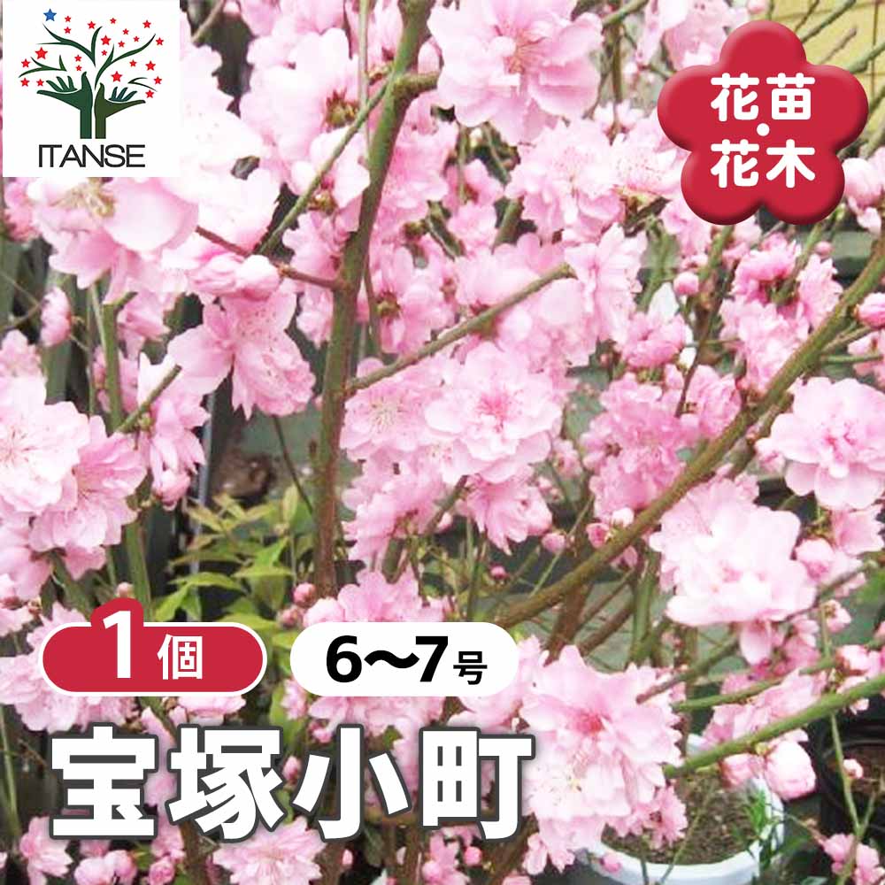 花桃 宝塚小町 【花木苗 6～7号鉢／1個売り】｜ 【植物のITANSE