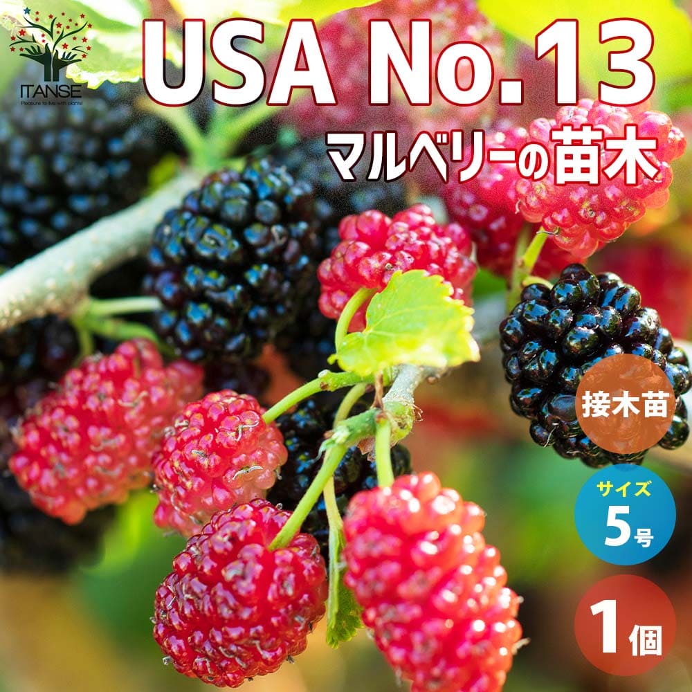 マルベリー(桑の木) USA 【果樹の苗木 5号鉢／1個売り】