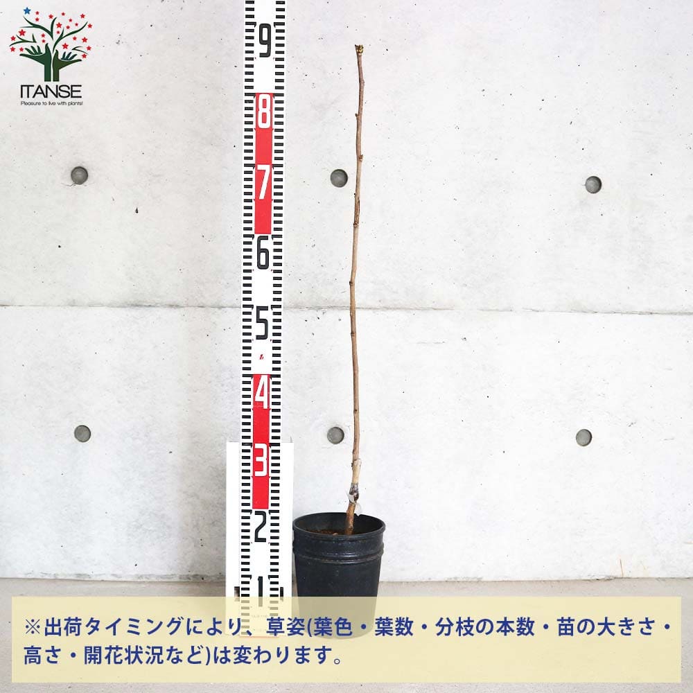 マルベリー(桑の木) USA 【果樹の苗木 5号鉢／1個売り】
