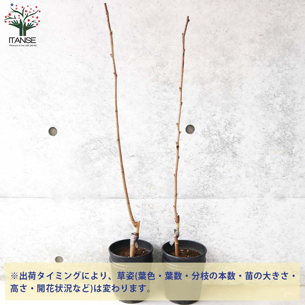 マルベリー(桑の木) USA 【果樹の苗木 5号鉢／1個売り】