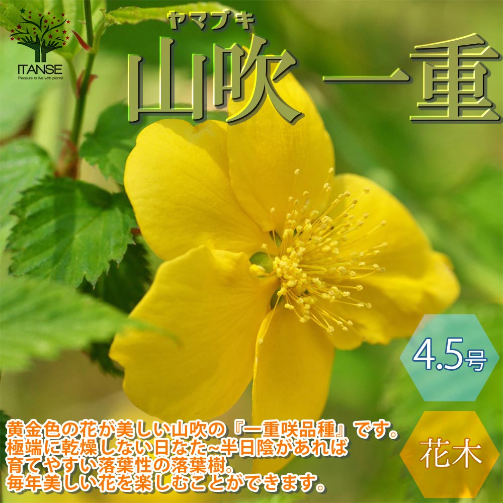 一重咲き ヤマブキ(山吹)【庭木 4.5号ポット苗／1個売り】