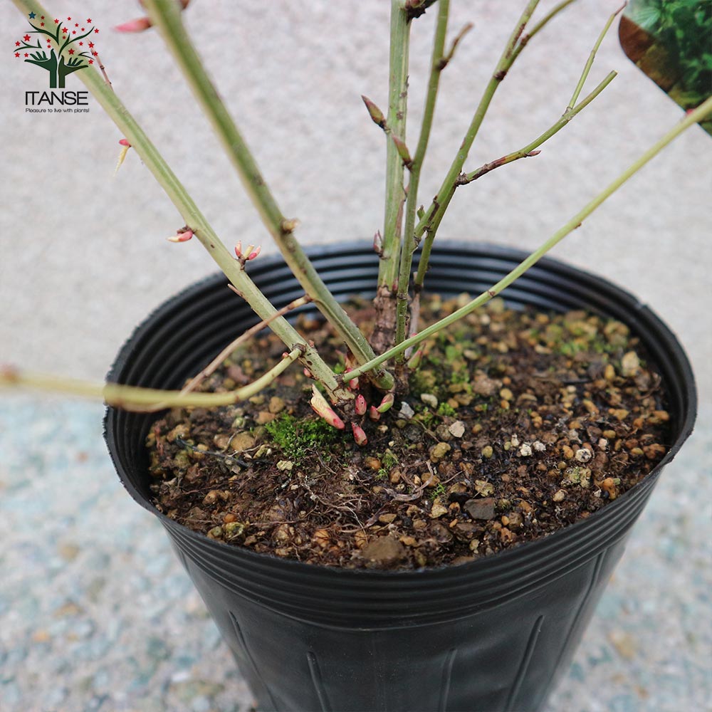 一重咲き ヤマブキ(山吹)【庭木 4.5号ポット苗／1個売り】