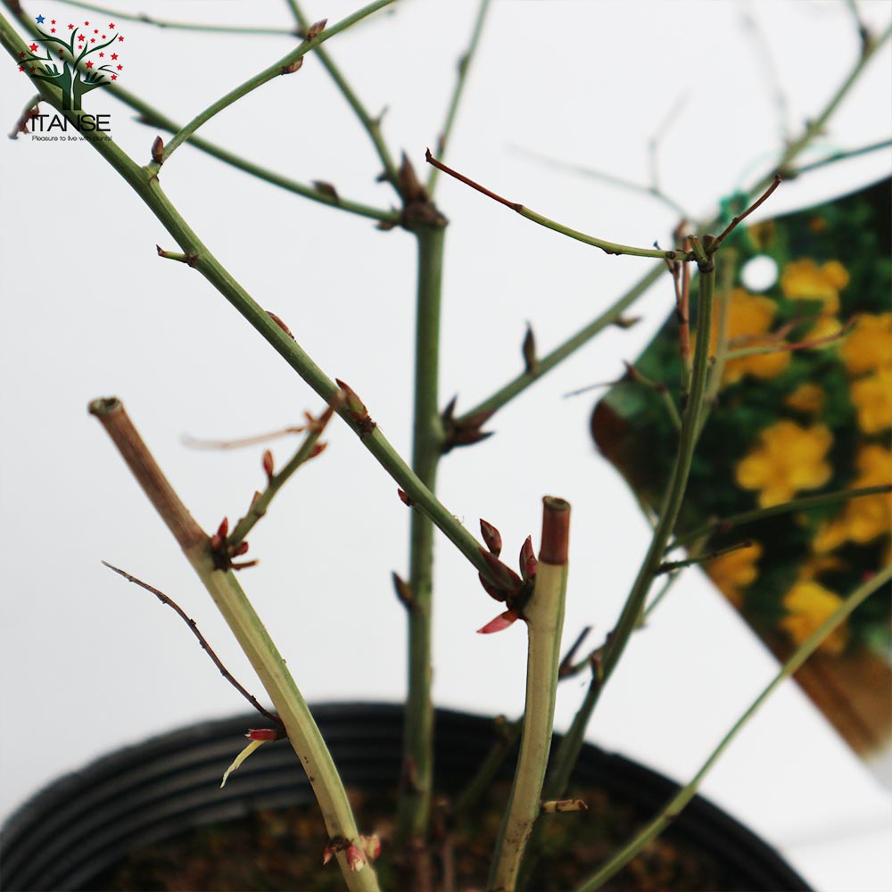 一重咲き ヤマブキ(山吹)【庭木 4.5号ポット苗／1個売り】