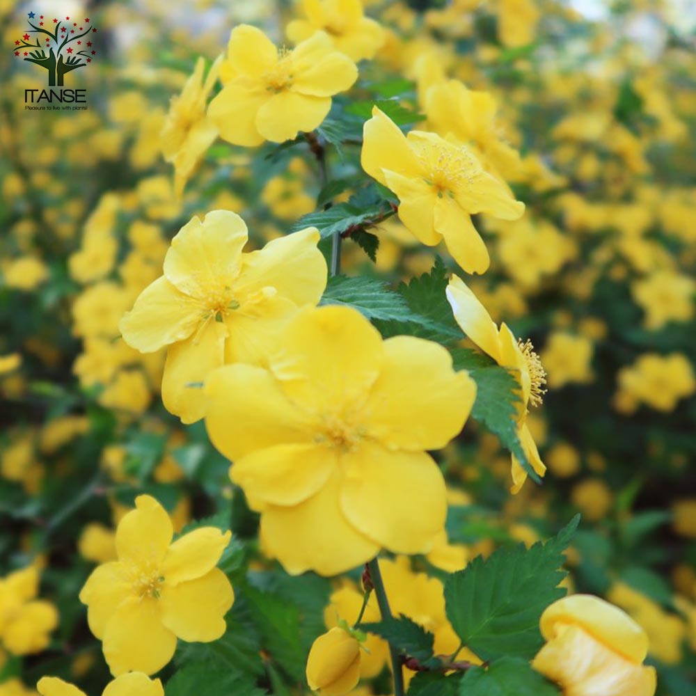 一重咲き ヤマブキ(山吹)【庭木 4.5号ポット苗／1個売り】