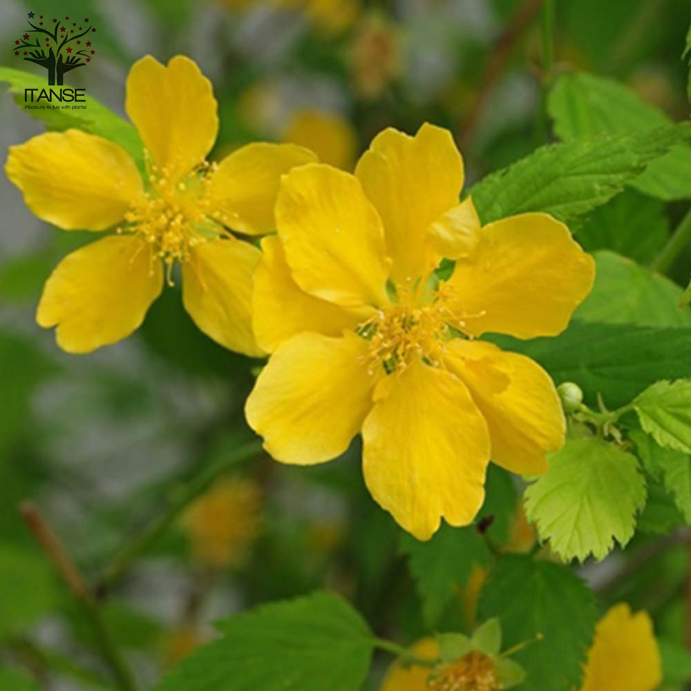 一重咲き ヤマブキ(山吹)【庭木 4.5号ポット苗／1個売り】