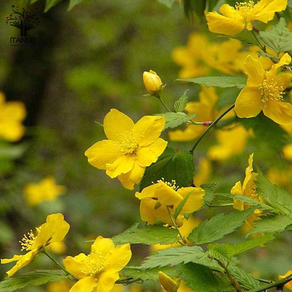 一重咲き ヤマブキ(山吹)【庭木 4.5号ポット苗／1個売り】