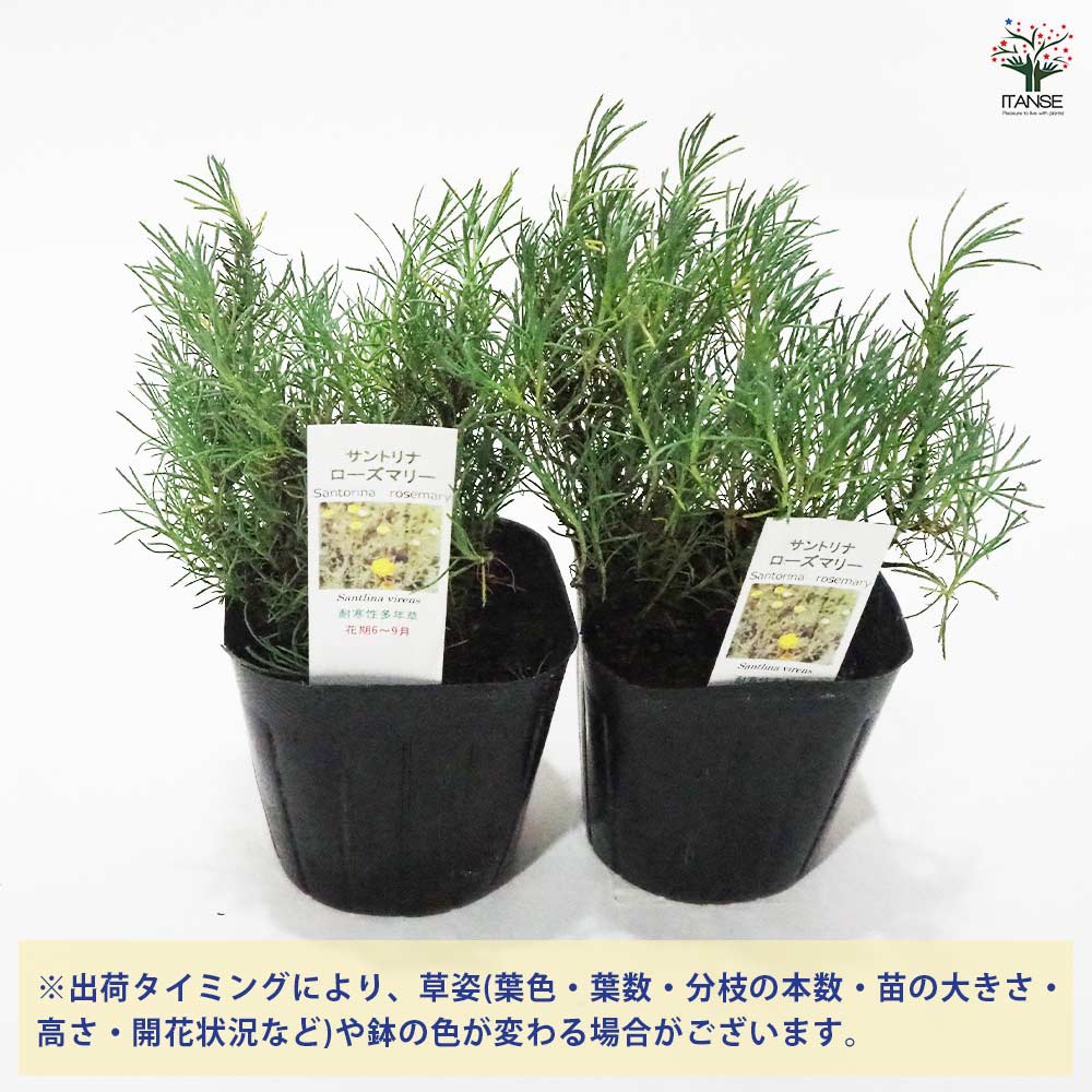 サントリナ ローズマリー 【ハーブの苗 9cmポット】｜ 【植物の