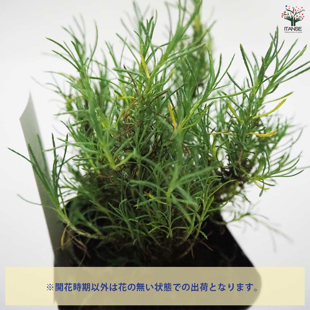 サントリナ ローズマリー 【ハーブの苗 9cmポット】｜ 【植物の