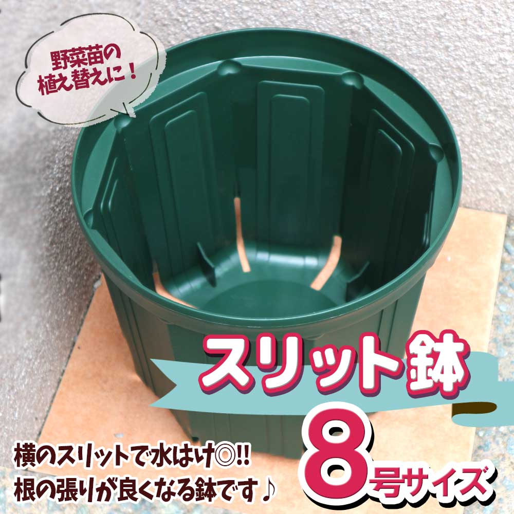 栽培セット プチぷよ黄色実【野菜の苗 9cm～10.5cmポット苗／お買い得2個セット】