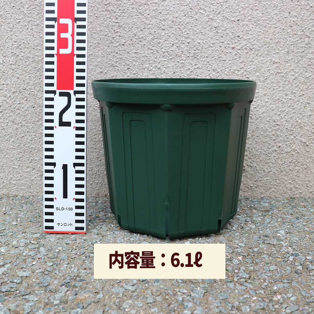 栽培セット プチぷよ黄色実【野菜の苗 9cm～10.5cmポット苗／お買い得2個セット】