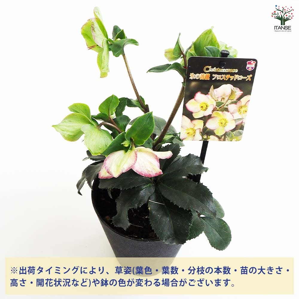 クリスマスローズ フロステッドローズ 【花苗 5号鉢／1個売り