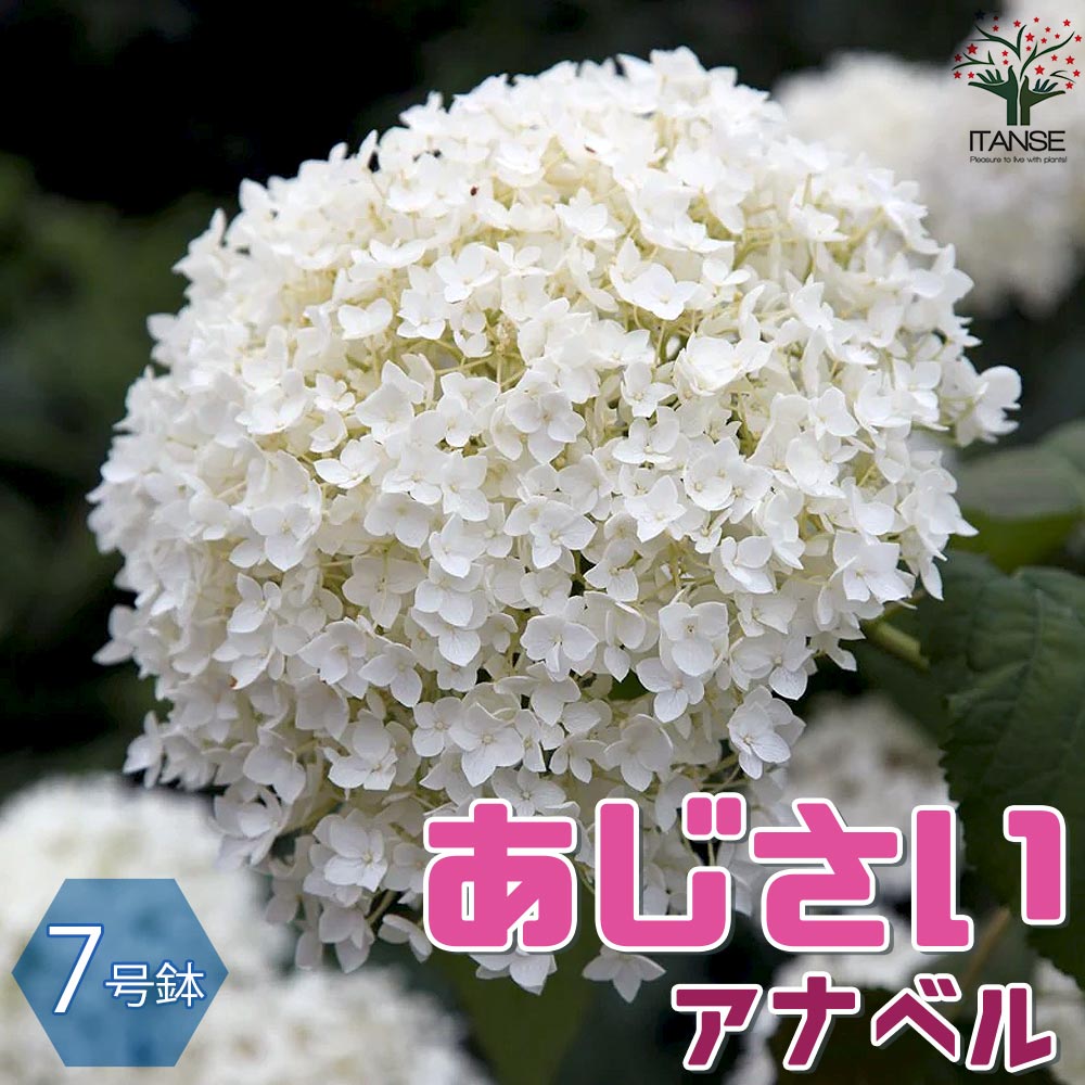 欄&空 様専用 輸入アジサイ 苗 7種 【公式通販】