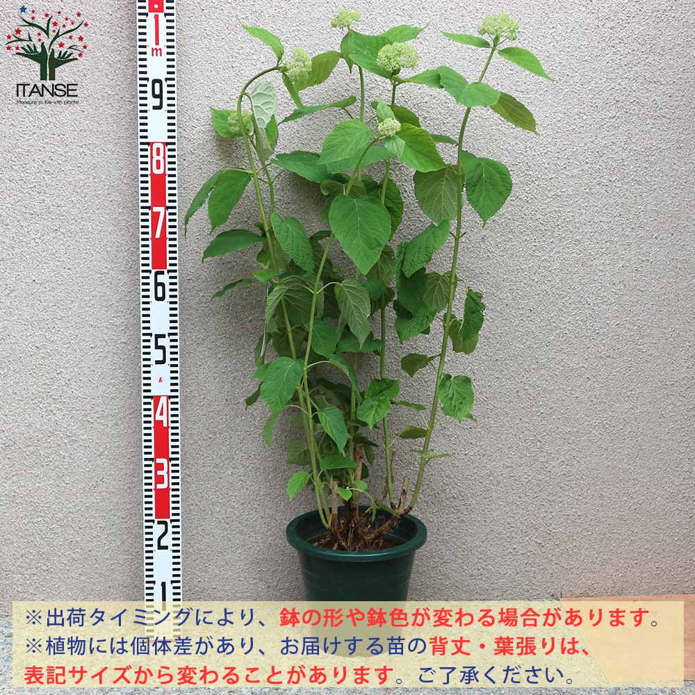 Itanse良品ｾﾚｸﾄ通販