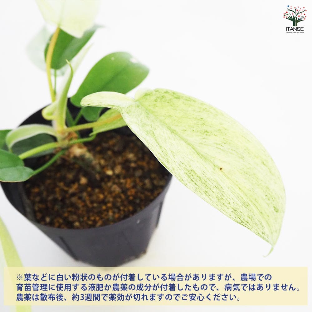 フィロデンドロン　フロリダゴーストミント　c フィロデンドロン フロリダゴーストミント c フィロデンドロン