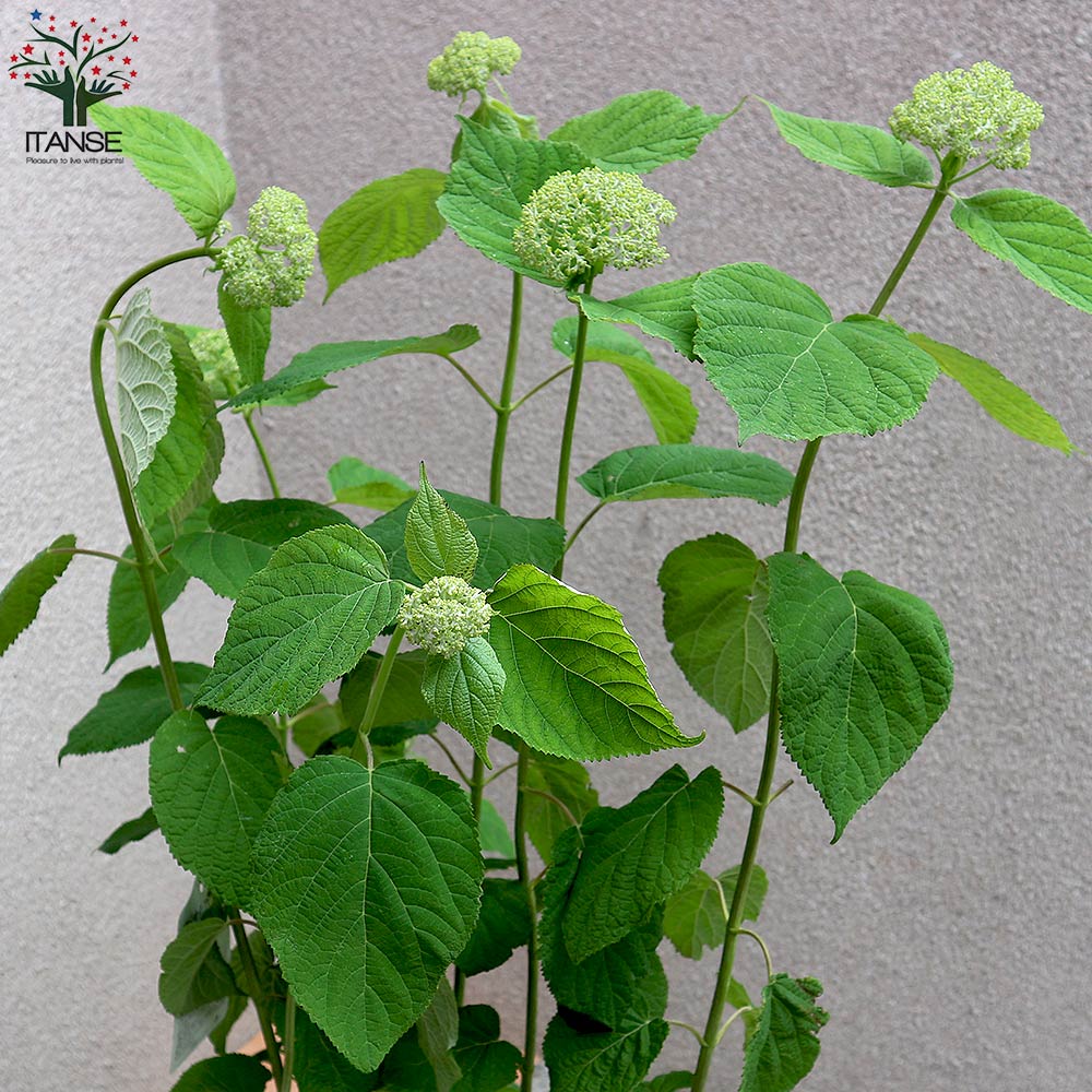 Itanse良品ｾﾚｸﾄ通販