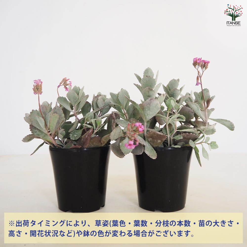 カランコエ 白銀の舞 【多肉植物 4号】| 【植物のITANSE カランコエ 白銀の舞 【多肉植物 4号】| 【植物のITANSE
