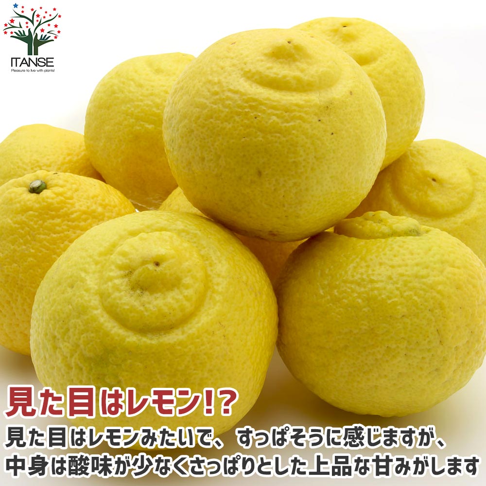 Itanse良品ｾﾚｸﾄ通販