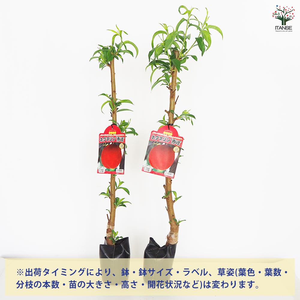 桃の苗木 ネクタリン 秀峰 【果樹の苗木 5号／1個売り】｜ 【植物の