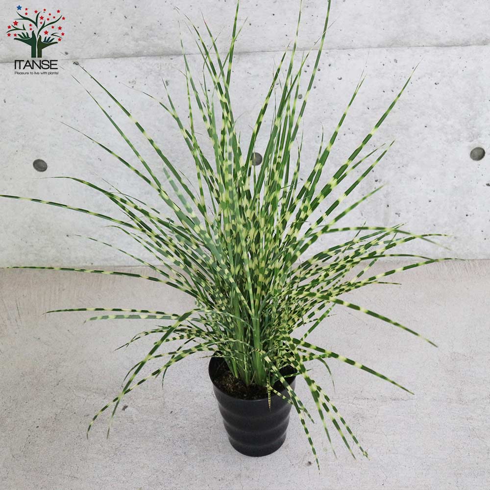 タイガーグラスの苗 【花苗 5号鉢／1個売り】｜ 【植物のITANSE
