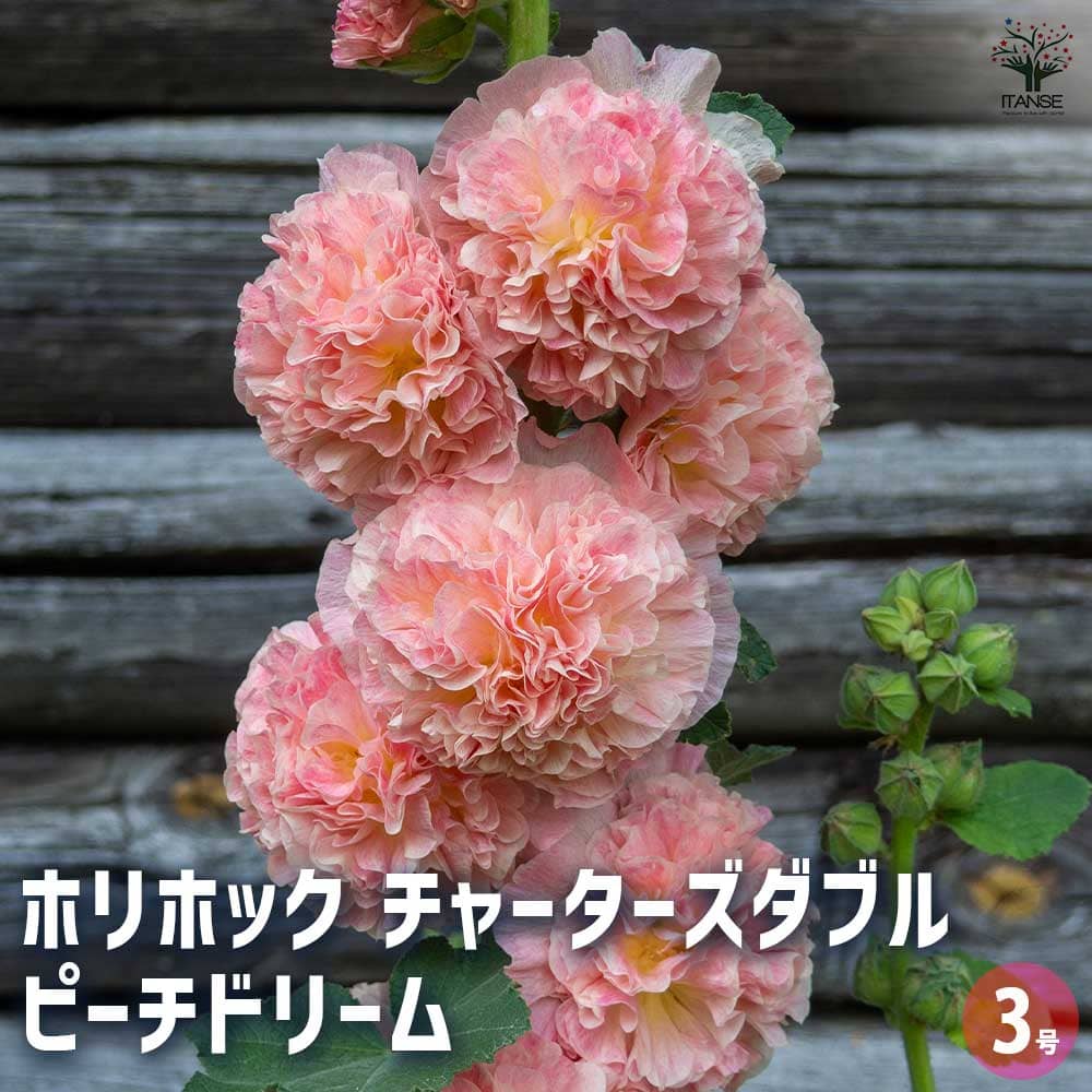 ホリホック チャーターズダブル ピーチドリーム 【花苗 3号 ホリホック チャーターズダブル ピーチドリーム 【花苗 3号
