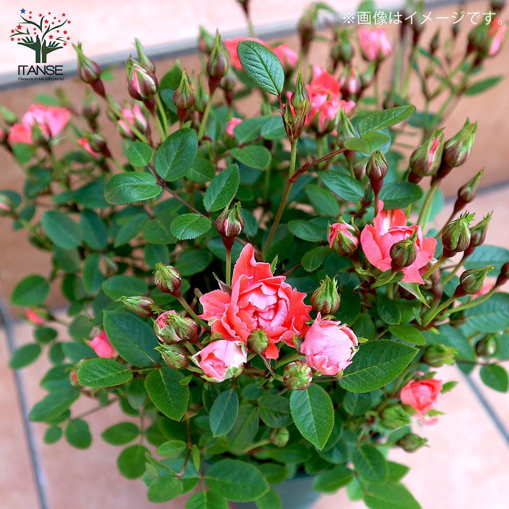 ミニ薔薇 シエスタ フェリス【花苗 3.5号鉢／1個売り】｜ 【植物の