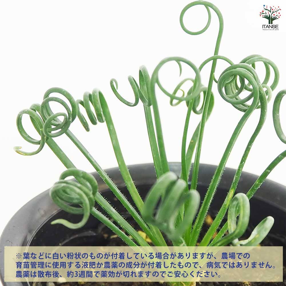 観葉植物 アルブカ スピラリス 【観葉植物 4号】｜ 【植物の