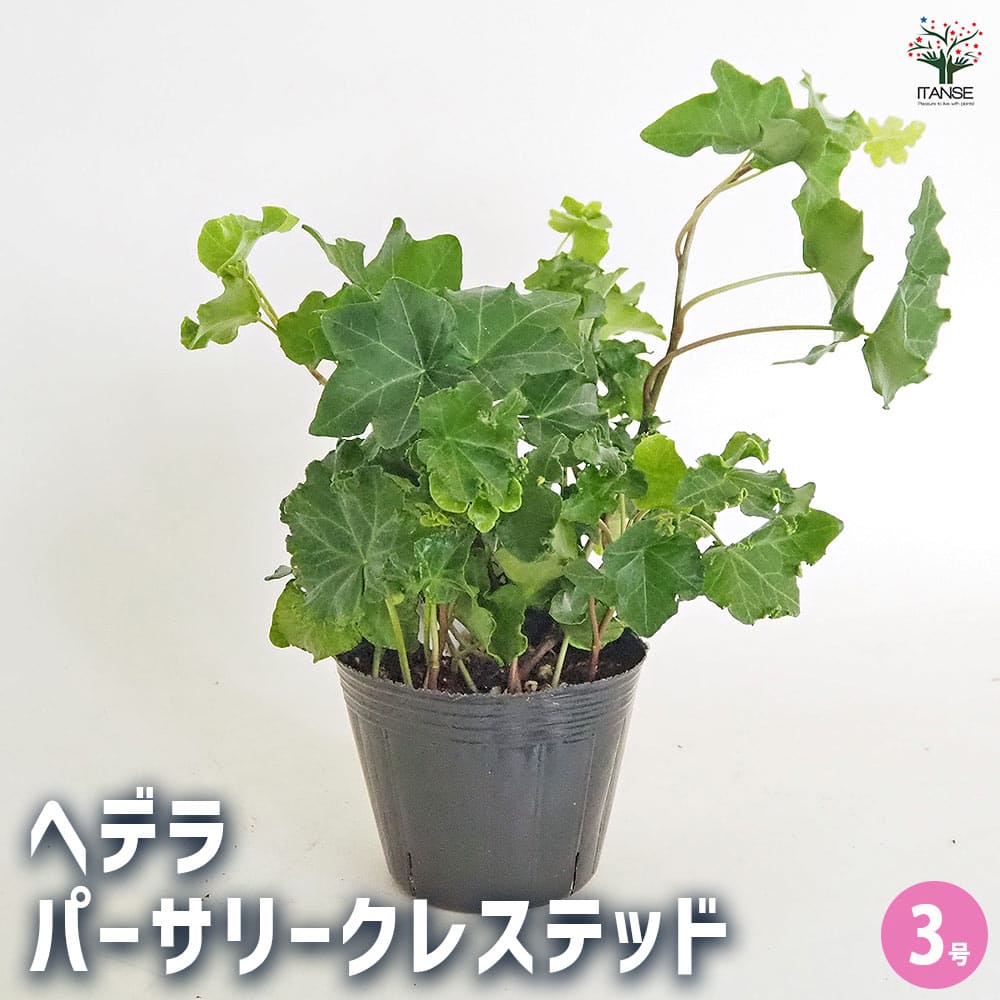 ヘデラ パーサリークレステッド 【観葉植物 3号】