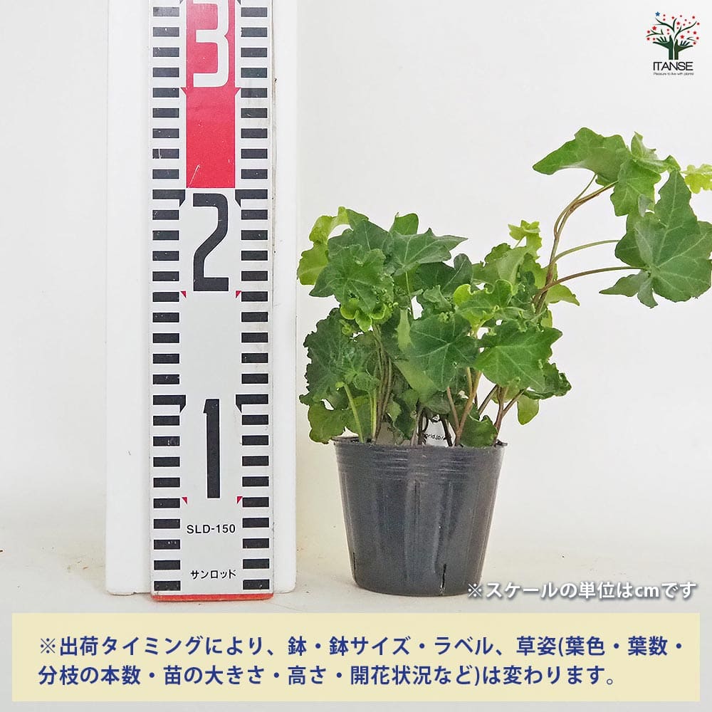 ヘデラ パーサリークレステッド 【観葉植物 3号】