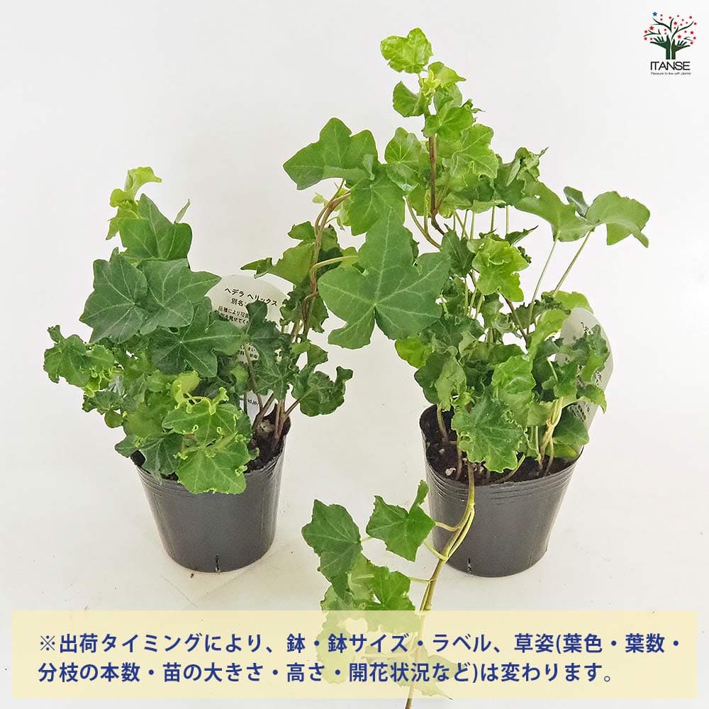 ヘデラ パーサリークレステッド 【観葉植物 3号】
