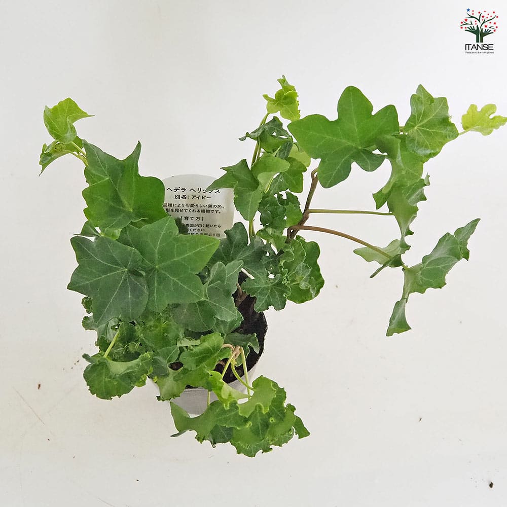 ヘデラ パーサリークレステッド 【観葉植物 3号】
