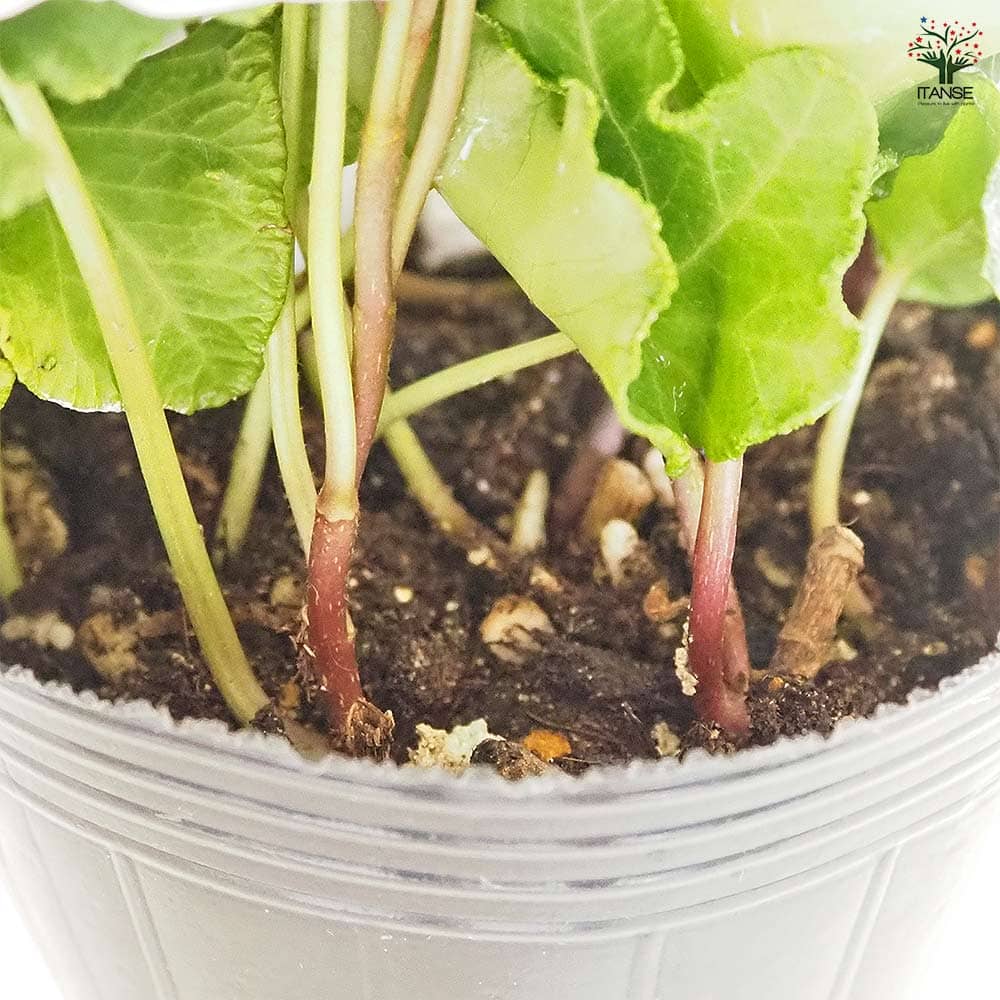 ヘデラ パーサリークレステッド 【観葉植物 3号】