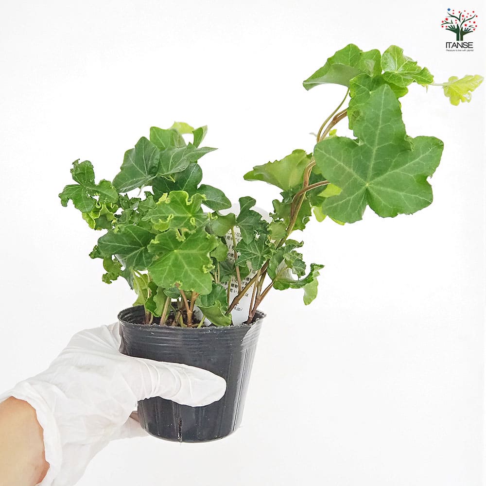 ヘデラ パーサリークレステッド 【観葉植物 3号】