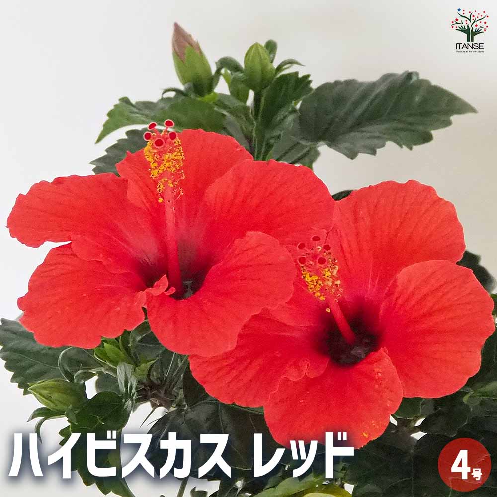 ハイビスカス レッド 【花木苗 4号／1個売り】｜ 【植物のITANSE