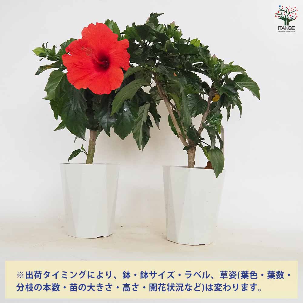 ハイビスカス レッド 【花木苗 4号／1個売り】｜ 【植物のITANSE