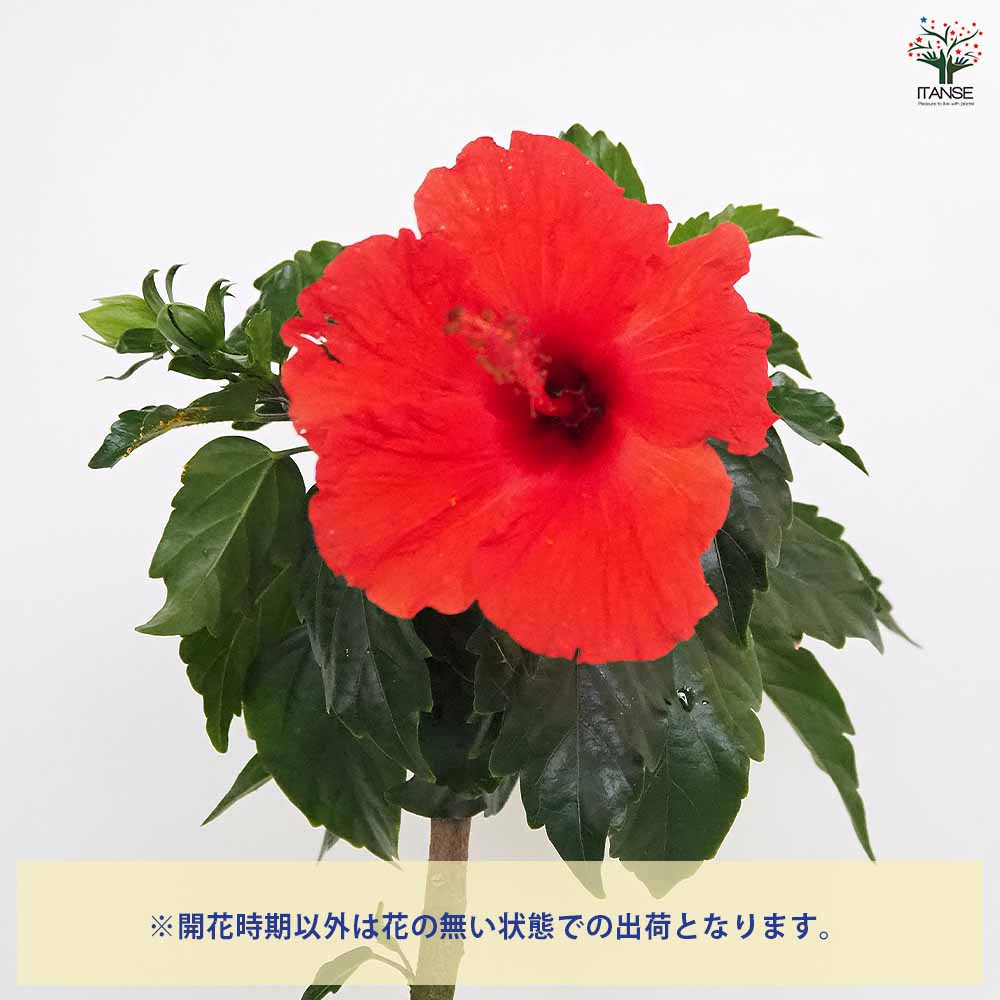 ハイビスカス レッド 【花木苗 4号／1個売り】｜ 【植物のITANSE