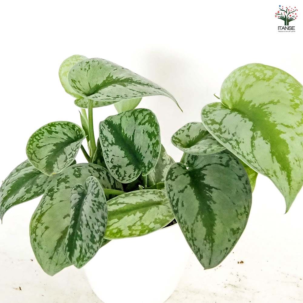 スキンダプサス トレウビー 【観葉植物 4号】｜ 【植物のITANSE