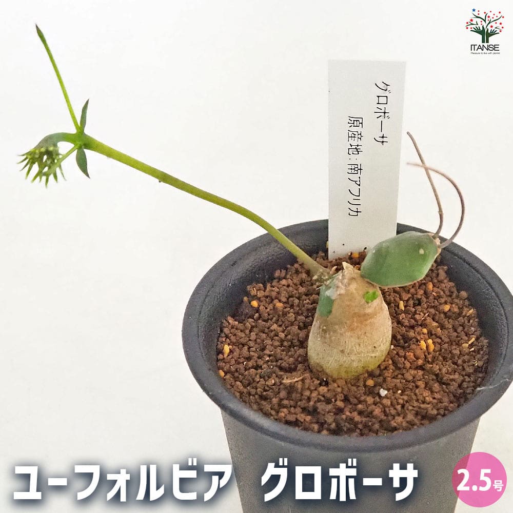 現地株　Euphorbia globosa 発根済　鉢のまま発送　コーデックス ユーフォルビア グロボーサ / 自根 // Euphorbia globosa